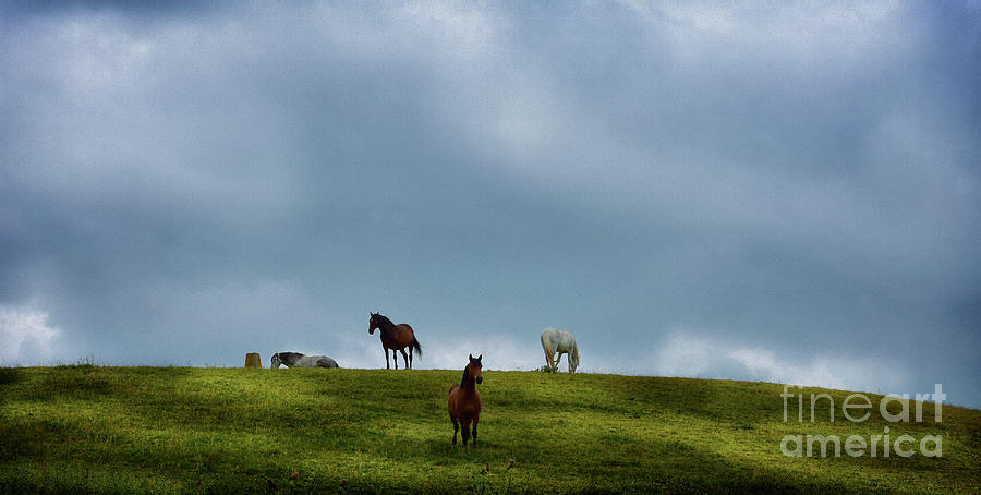 Horses on the horizon Photograph by Yvonne Johnstone