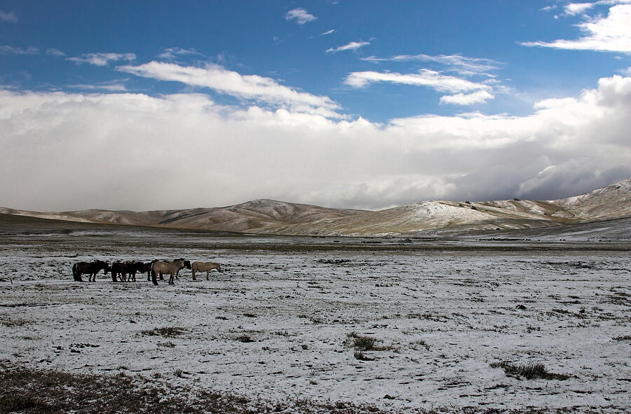 Horses on the Mongolian steppe Photograph by Emilia Tjernström Horses on the Mongolian steppe Photograph by Emilia Tjernström