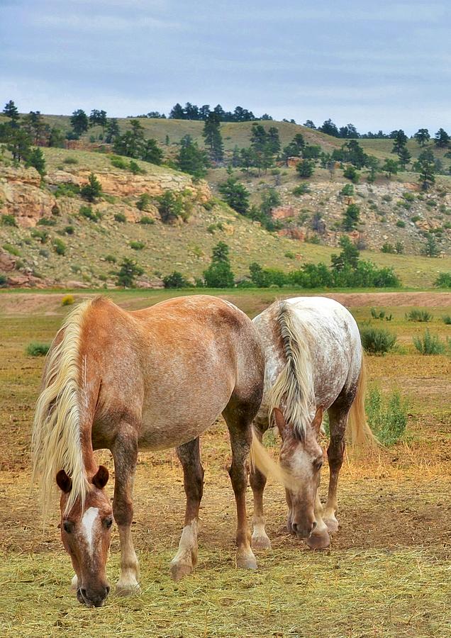 Horses on the Plains Photograph by Roxanne Distad - Fine Art America