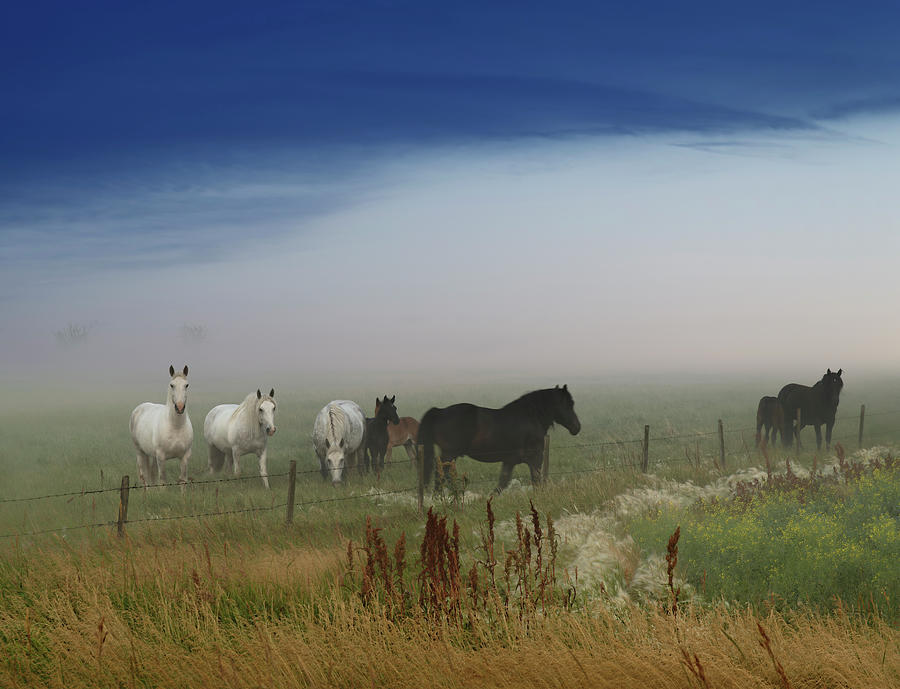 Horses on the Prairie Photograph by Dan Jurak