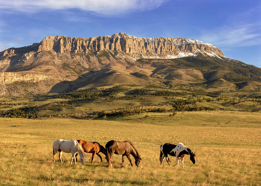 Horses on the Rocky Mountain Front in Montana Photograph by Jack Bell