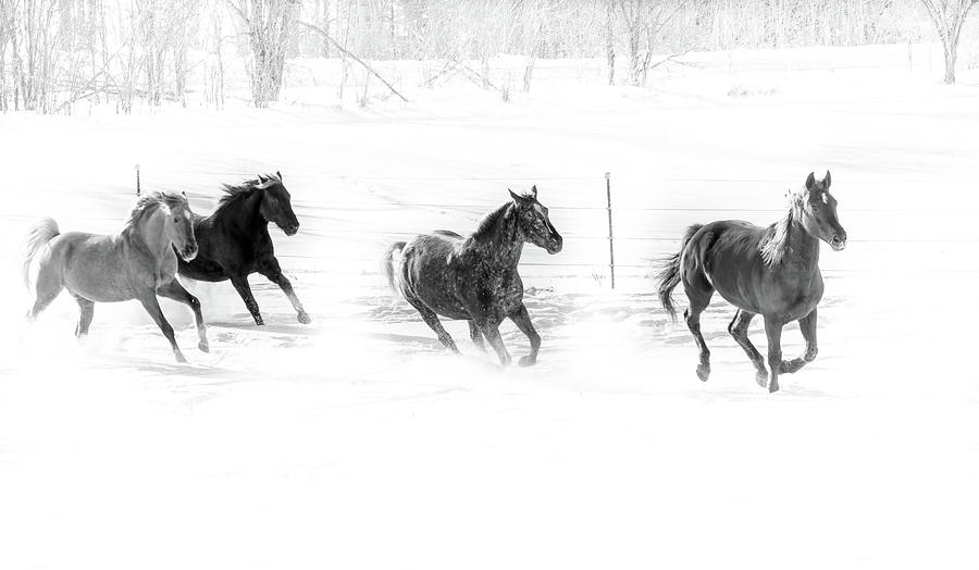 Horses on the run Photograph by Nick Mares