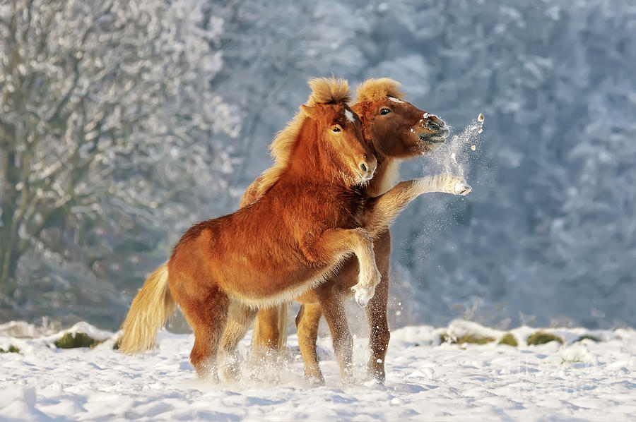 Horse Photograph - Snowballfight by Katho Menden