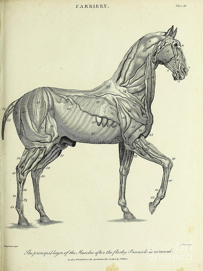 Horses Principle Layers Of Muscles K1 Drawing