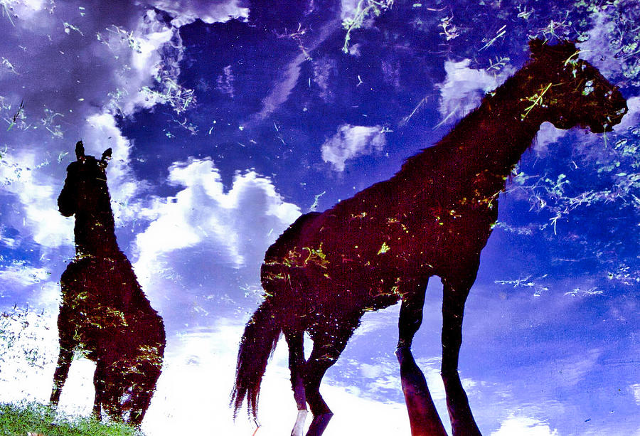 Horses Reflected in Water Fotograph Photograph by Russ Considine