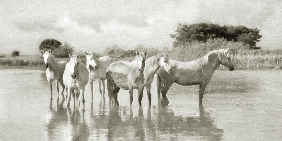 Wild Horses Resting Photograph by Karen Lynch
