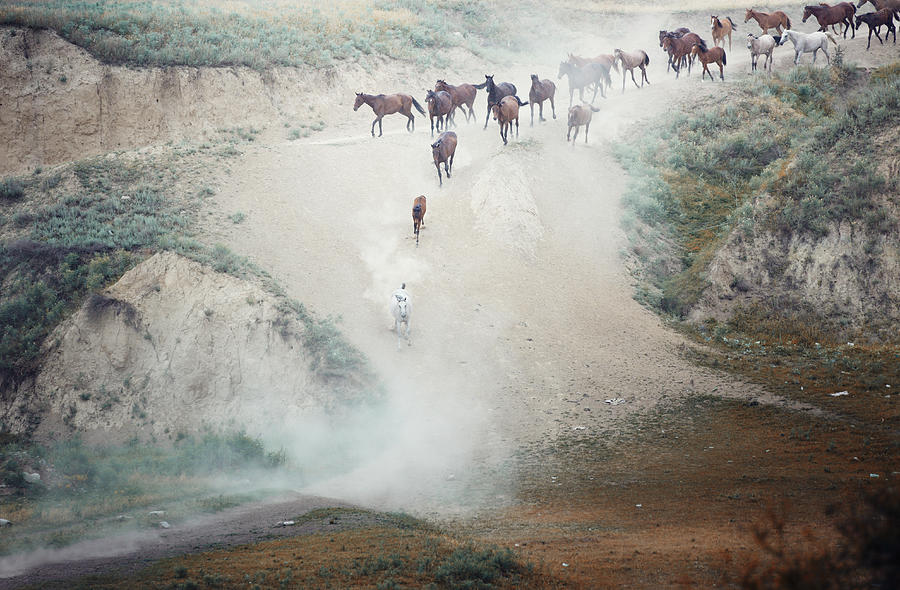 Horses running Photograph by Arman Zhenikeyev - professional photographer from Kazakhstan