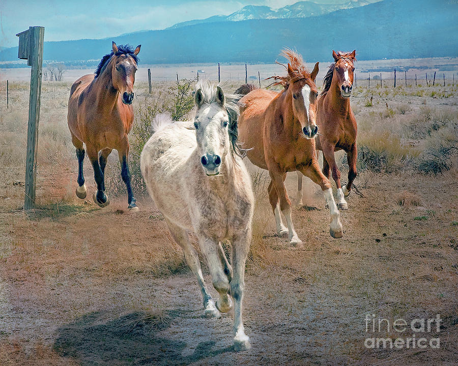 Horses Running Photograph by John Bartelt