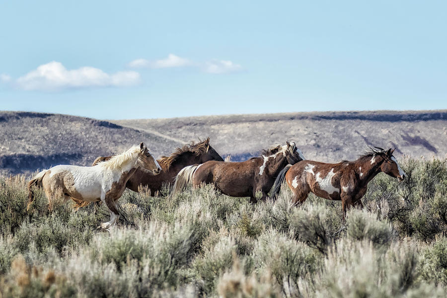 Horses Running On Steens Mountain Photograph by Belinda Greb