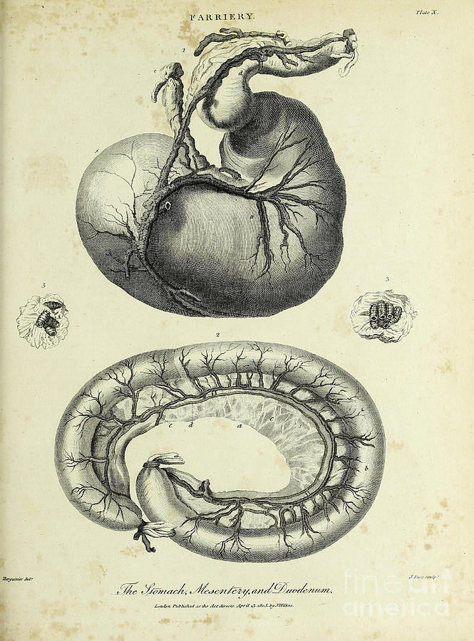 Horse's Stomach, Mesentery and Duodenum k1 Drawing by Historic illustrations Fine Art America