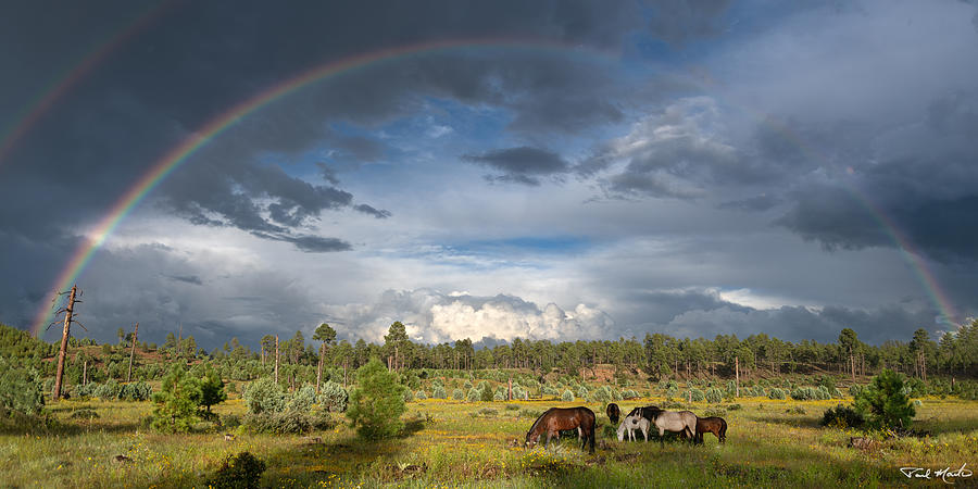 Horses under the Rainbow. Photograph by Paul Martin