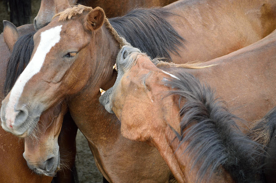 Horses wild biting each other Photograph by Luis Diaz Devesa
