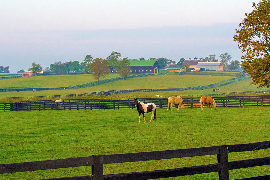 Horses- with barns in the backgrounc-Kentucky Horse Park-Lexingt ...