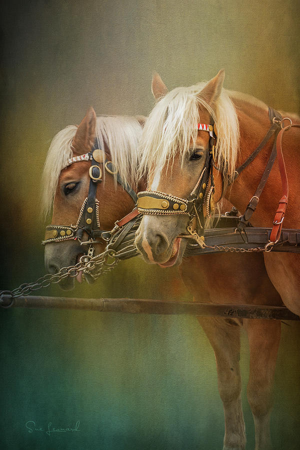 Horses with texture Photograph by Sue Leonard