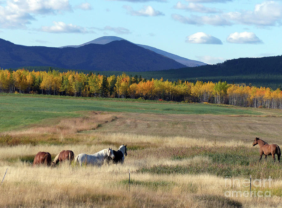 Horses and Autumn landscape - Yukon  Photograph by Phil Banks