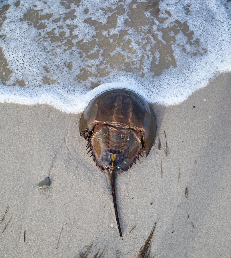 Horseshoe Crab and Waves Photograph by Kerri Batrowny - Fine Art America