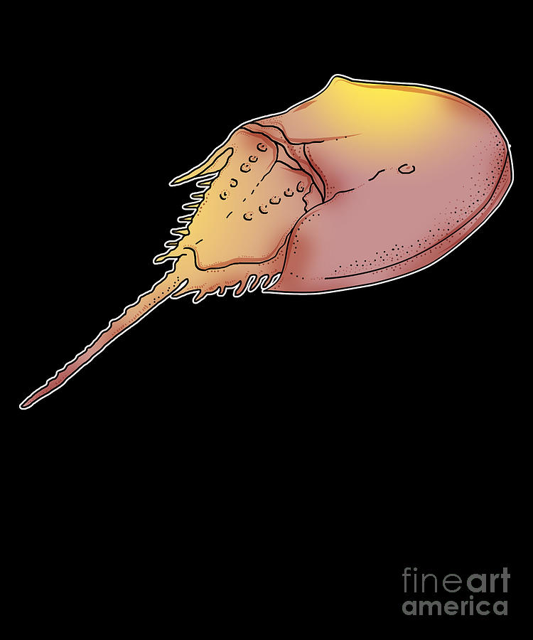 Horseshoe Crab Illustration Gift Digital Art by MUC Designs