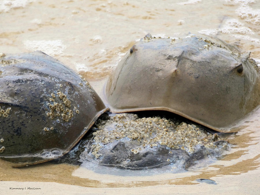 Horseshoe Crabs        Photograph by Kimmary I MacLean