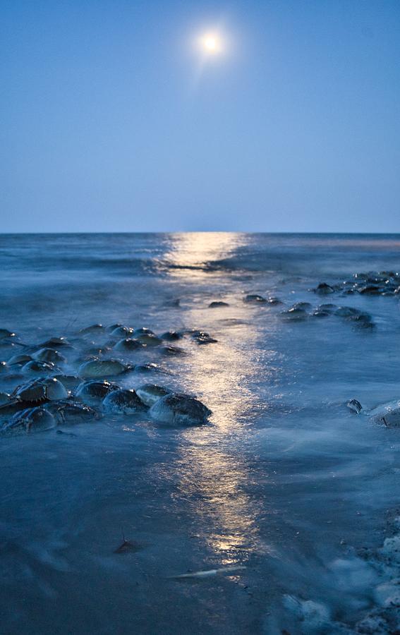 Horseshoe Crabs and the Moon Photograph by Kerri Batrowny - Fine Art ...