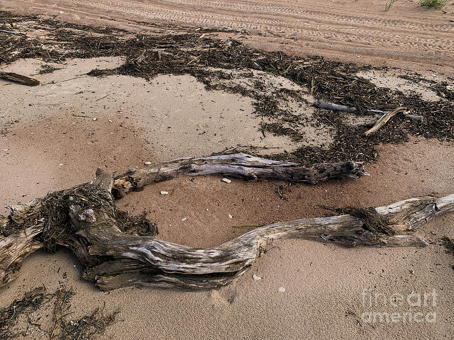 Horseshoe Driftwood Photograph by Mary Mikawoz
