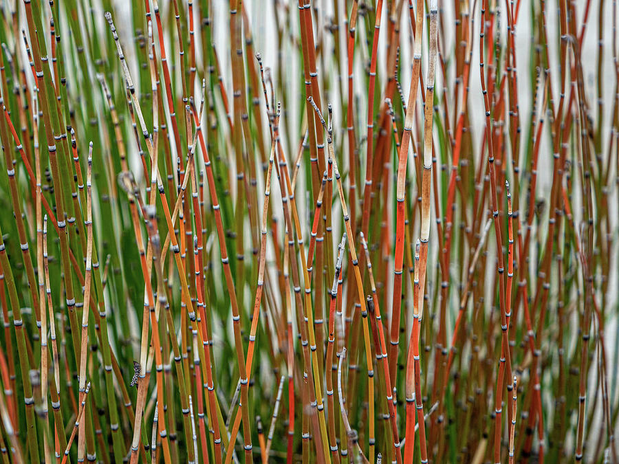 Horsetail Reed Photograph