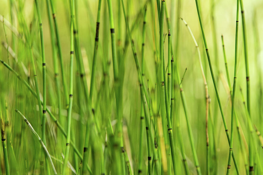 Horsetail Reeds Photograph by Mike Fusaro