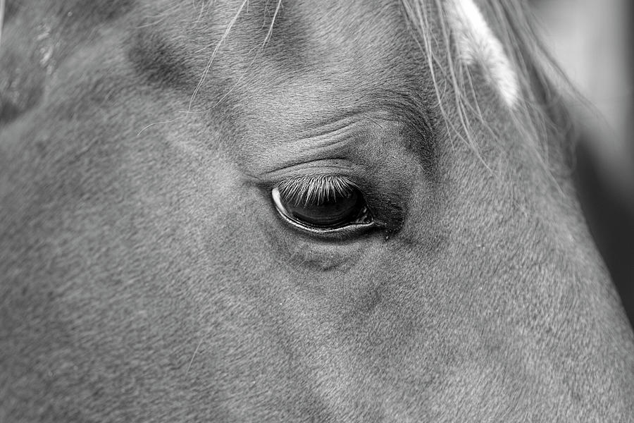 Horsey Black  and White Photograph by Kathy Clark