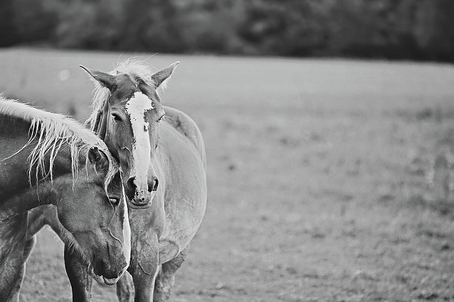 Horsing Around Black and White Version Photograph by Carrie Ann Grippo-Pike