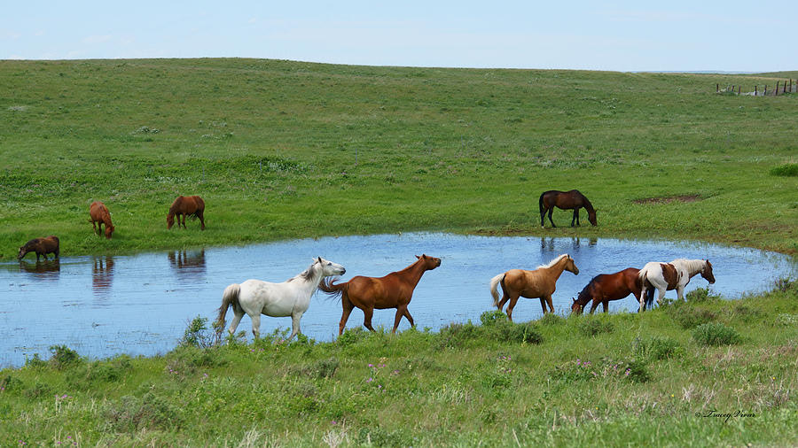 Horsing Around the Pond Photograph by Tracey Vivar