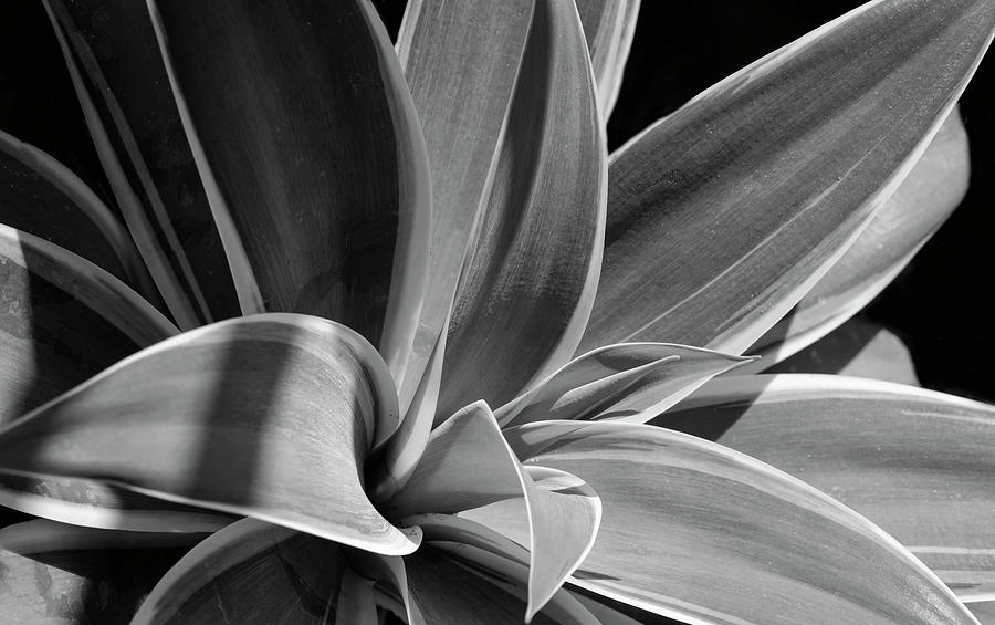 Agave in Black and White Photograph by Eileen Brabender - Fine Art America