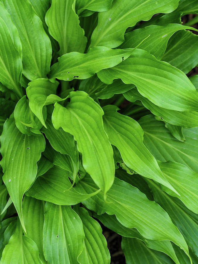 Hosta abstract Photograph by Rob Huntley