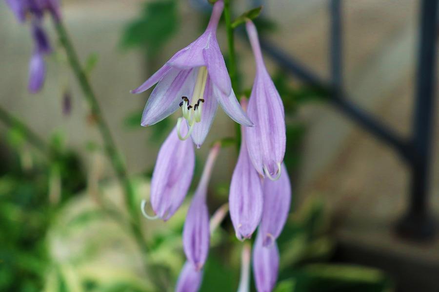 Hosta Bloom Photograph By Kayla Humphreys Fine Art America