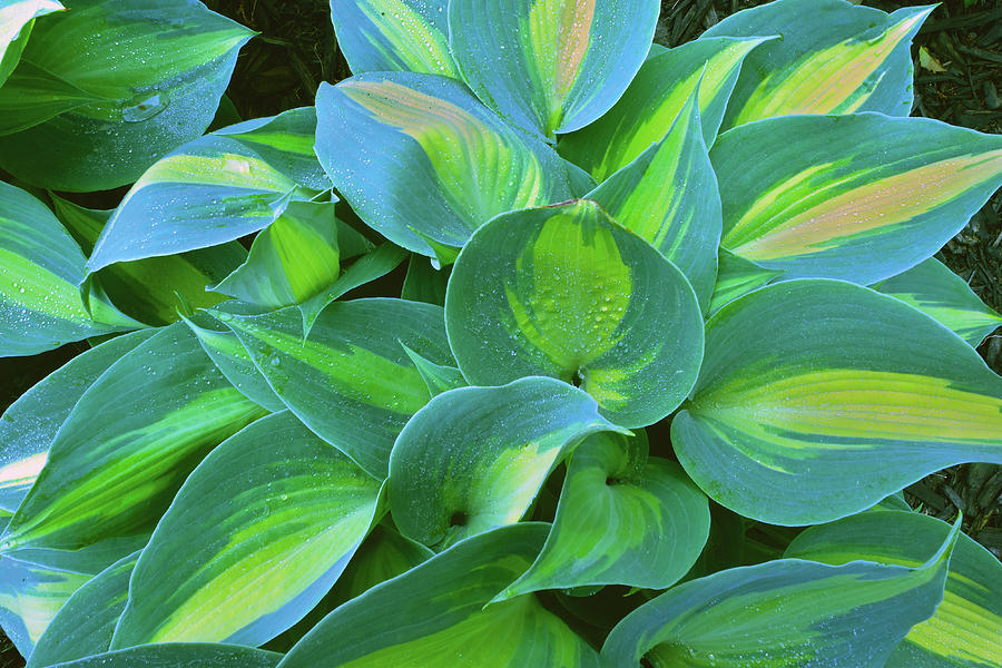 Hosta Photograph by Don Wolf