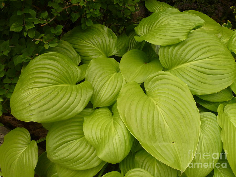 Hosta La Vista Photograph by Lingfai Leung - Pixels