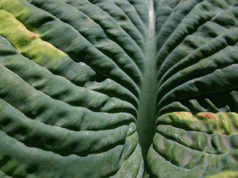 Hosta Leaf Photograph by Callen Harty