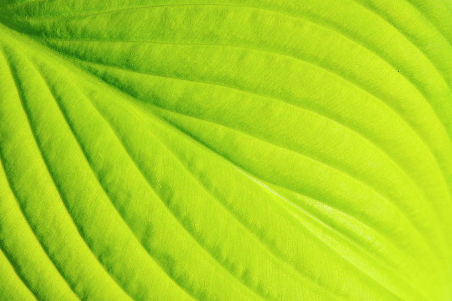 Hosta Leaf Detail Photograph by Karen Smale