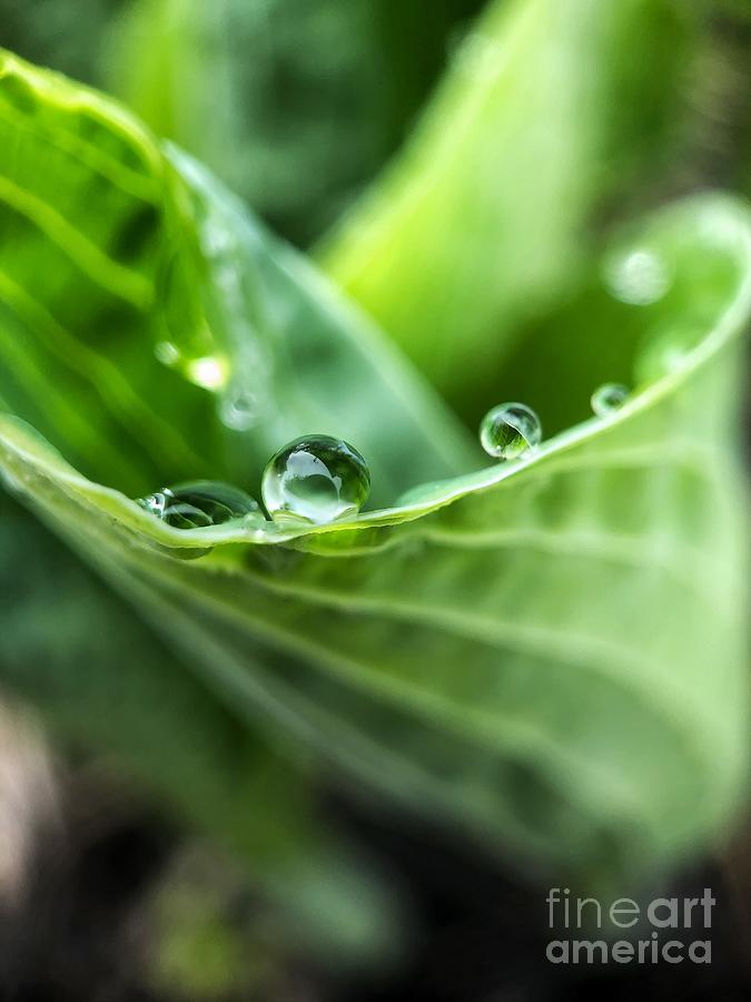 Hosta Leaf Photograph by Diana Rajala