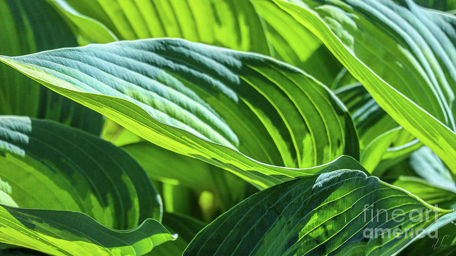 Nature Photograph - Hosta Leaves by D Lee