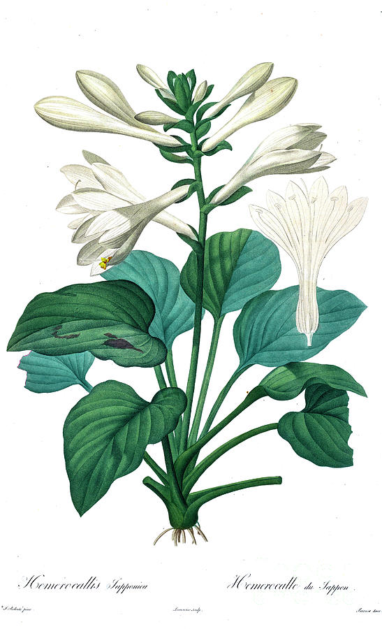Hosta Plantaginea, The Fragrant Plantain Lily Or August Lily, Z3 Drawing