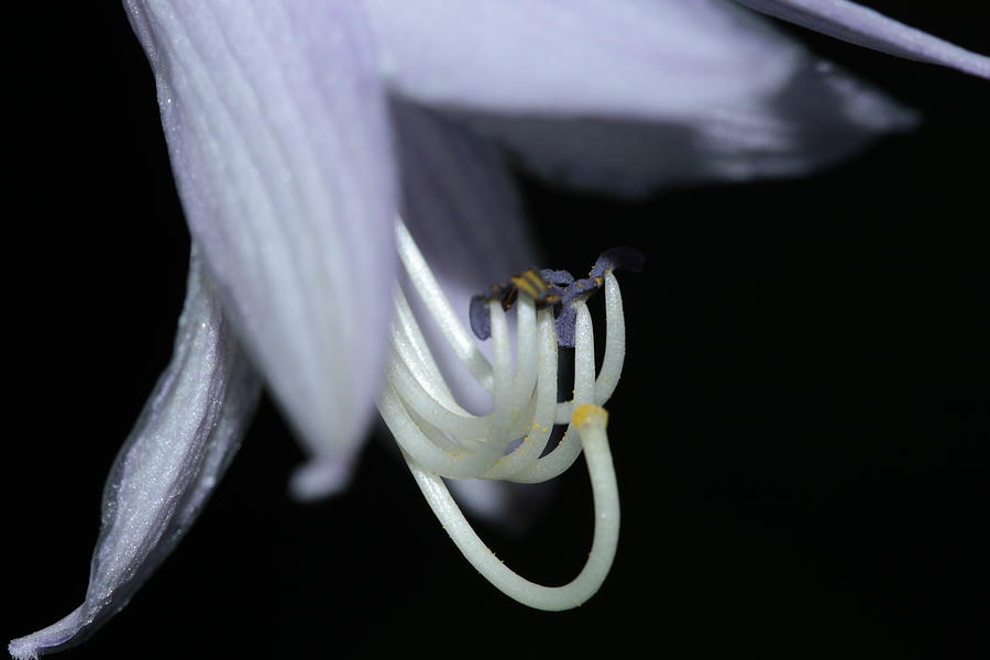 Hosta Plantain Lily Perennial Flower Photograph by Valerie Collins