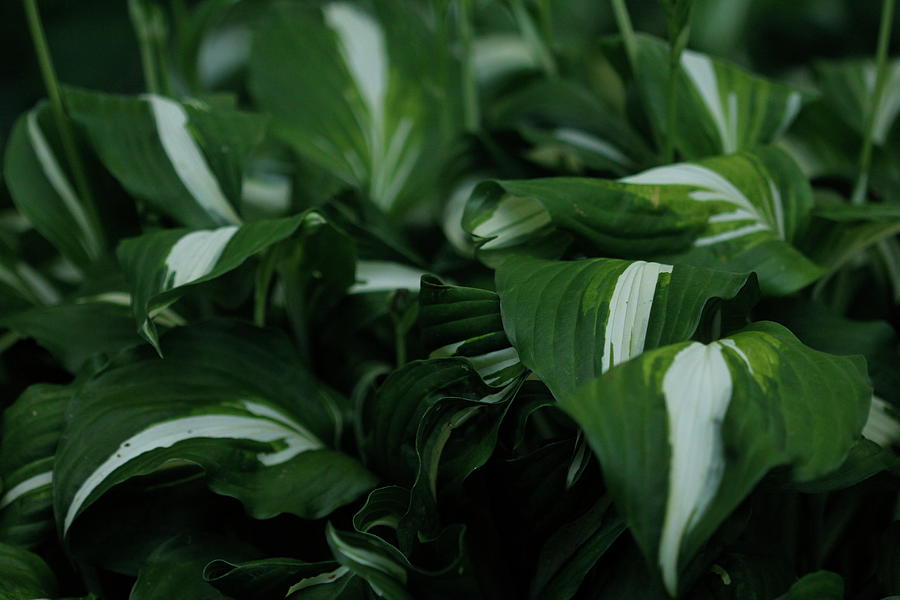 Hosta Plantain Lily Perennial Plant Photograph by Valerie Collins