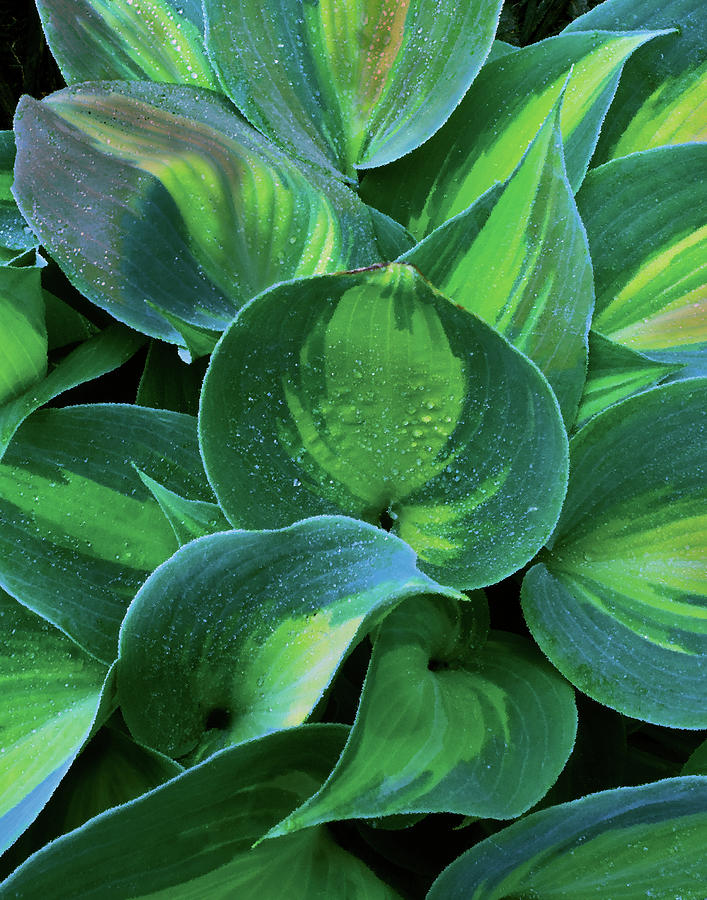 Hosta Texture Photograph by Don Wolf