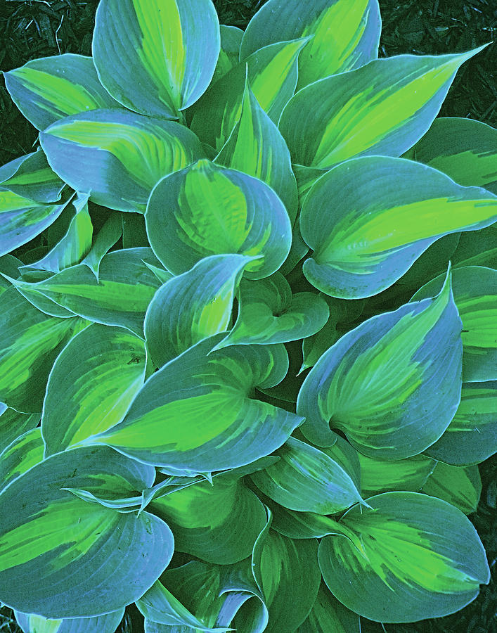 Hosta Vertical Photograph by Don Wolf