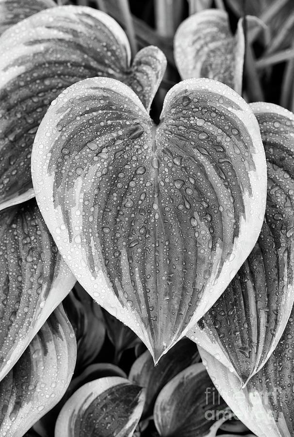Hosta Victory Leaves and Raindrops Photograph by Tim Gainey