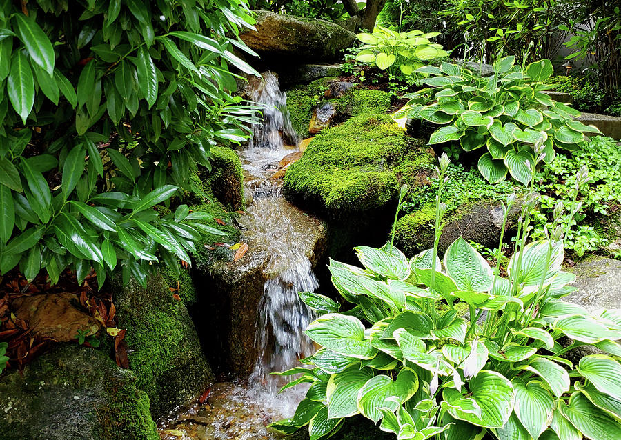 Hostas by the Waterfall Photograph by Sharon Williams Eng