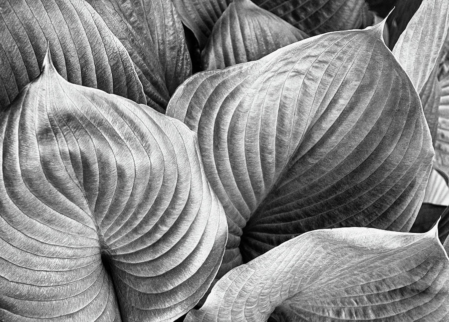 Hostas in Black and White Photograph by Georgette Grossman