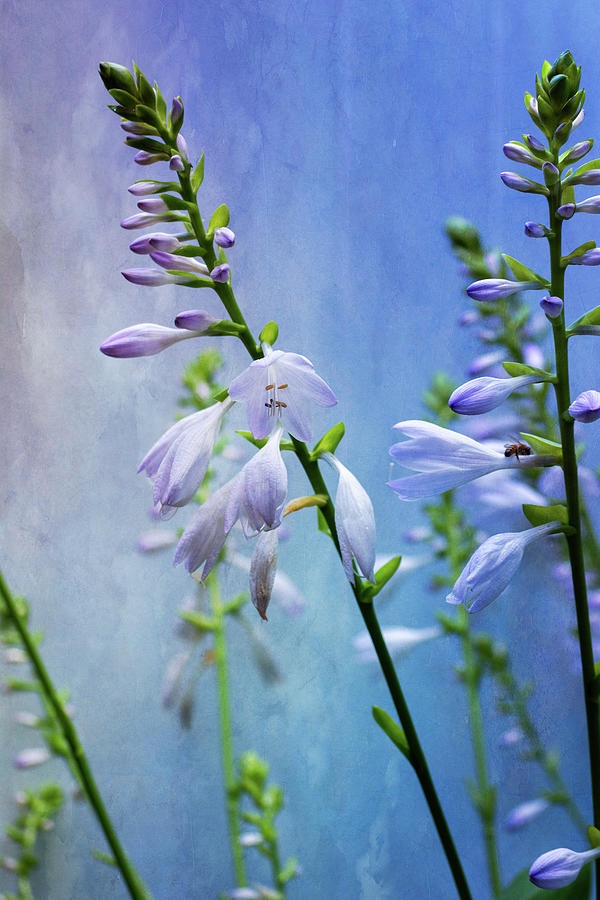 Hostas in Bloom Photograph by Paul Giglia