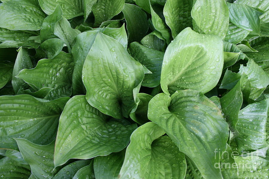 Hostas with Raindrops 2020 IA Photograph by Darren Dwayne Frazier ...