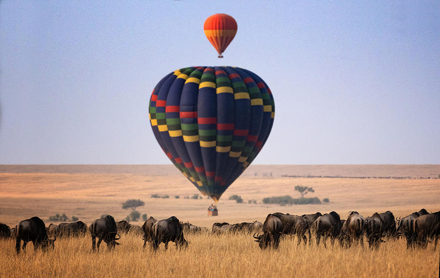 Hot Air Balloons and Wildebeest in Masai Mara, Kenya Photograph by Vicki Jauron, Babylon and Beyond Photography