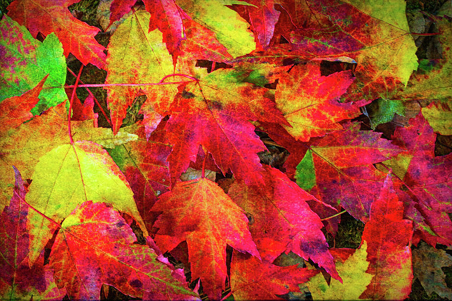 Hot Autumn Leaves Abstract Photograph